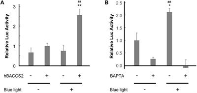 Arbitrary Ca2+ regulation for endothelial nitric oxide, NFAT and NF-κB activities by an optogenetic approach